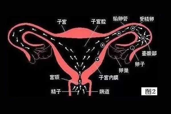 两年未孕，子宫偏左，左侧输卵管通而不畅有粘连，右侧输卵管是通的，可以怀